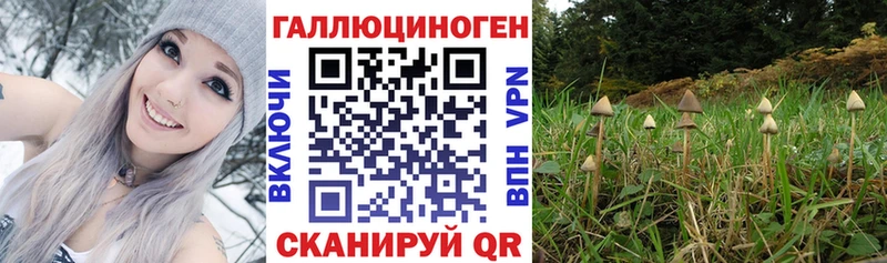 закладка  Петушки  Псилоцибиновые грибы Psilocybine cubensis 